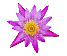 Real lotus flower die cut in transparent background png file with fresh bloom close up macro photography