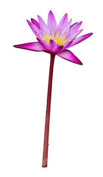 Real lotus flower die cut in transparent background png file with fresh bloom close up macro photography