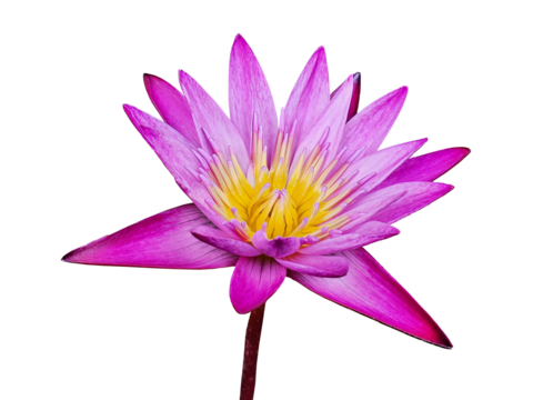 Real lotus flower die cut in transparent background png file with fresh bloom close up macro photography