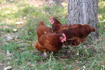 chicken on the farm