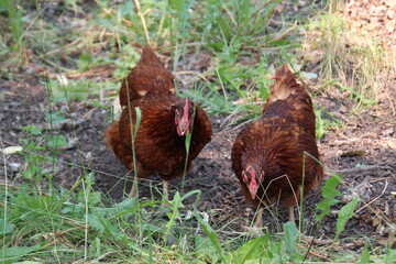 chicken in the grass, Fort Edmonton Park, Edmonton, Alberta