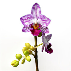 Obraz premium Close-up of a vibrant purple and white orchid flower with budding blossoms on a natural blurred background.