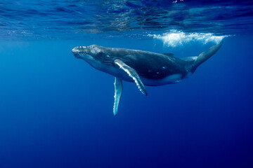 Baby Humpback whale playing underwater © Jonas