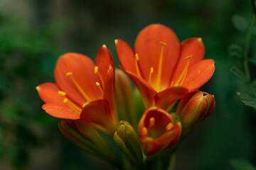 Obraz premium orange flower in the garden
