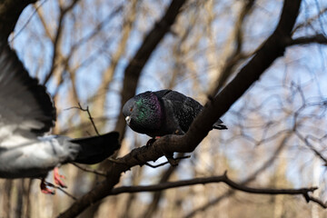 dove on a branch