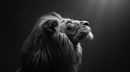 Majestic lion portrait in black and white