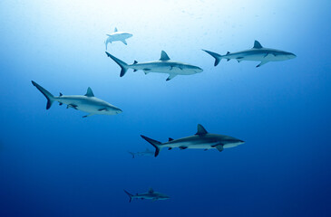 Wall of sharks in Fakarava - Grey reef sharks in blue water