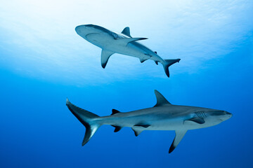 Fototapeta premium Wall of sharks in Fakarava - Grey reef sharks in blue water