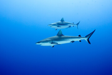 Wall of sharks in Fakarava - Grey reef sharks in blue water