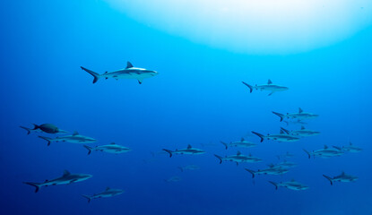 Naklejka premium Sharks in clear blue water in Fakarava Wall of sharks high Quality 