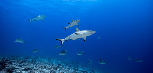 Sharks in clear blue water in Fakarava Wall of sharks high Quality 