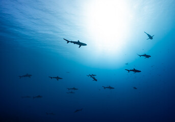 Sharks in clear blue water in Fakarava Wall of sharks high Quality 