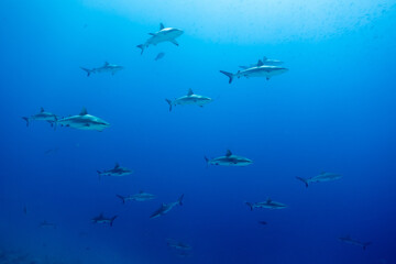 Sharks in clear blue water in Fakarava Wall of sharks high Quality 