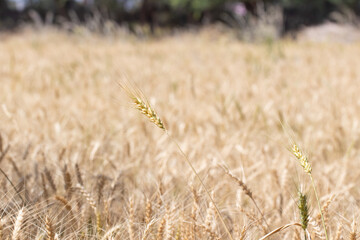 Golden Wheat Field Close-Up