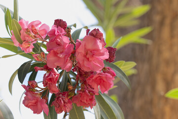 The Vibrant Pink Oleander Blossoms Are in Full Bloom, Standing Out Against a Sunny Background