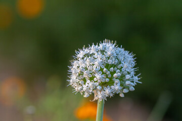 Close-Up of a Beautiful White Onion Flower in Full Bloom Amongst Lush Greenery in a Serene Garden Setting