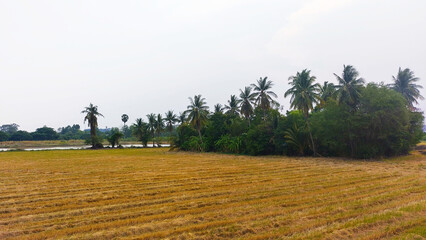 Obraz premium Field after harvest in Thailand