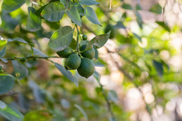 Close-Up of Lime Tree with Fresh Green Limes