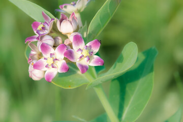 Close-Up of Pink and White Flowers with Green Leaves (arabian peninsula, Akak plant )