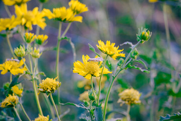 Close-Up of Yellow Wild sunflowers and Butterfly in Natural Setting