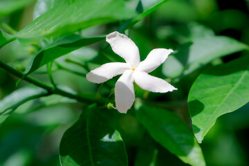A single jasmine white flower blooms on a lively green branch