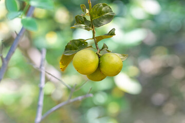 A group of three green lemons hang from a branch, surrounded by a lush green background.
