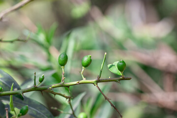 A Detailed View of Unripe Green Limes Hanging From a Branch in a Vibrant and Flourishing Tropical Garden