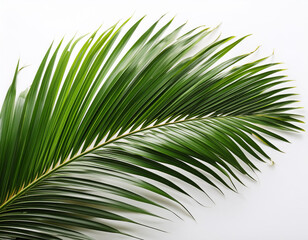 Obraz premium Close-Up of Palm Fronds with Intricate Details on White Background
