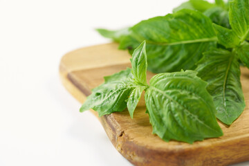バジルの葉　白背景