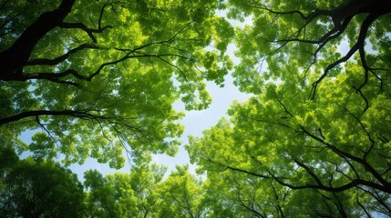 Obraz premium Green tree canopy in full bloom, viewed from beneath on a clear day