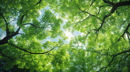Fototapeta premium Green tree canopy in full bloom, viewed from beneath on a clear day