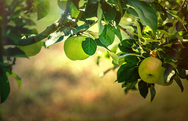 green apples on the branch of the tree close-up on the background of the garden. Selective focus.