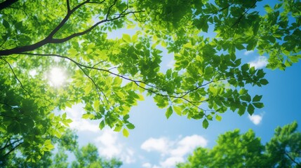 Fototapeta premium Lush green tree tops against a clear blue sky with sunlight filtering through leaves