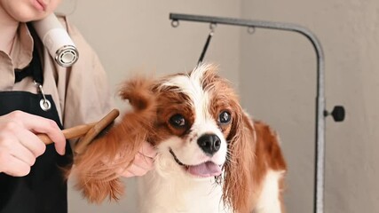Business concept of grooming, a specialist groomer dries the dog's hair after a water procedure by pulling out the hair with a comb and a hairdryer in a grooming salon