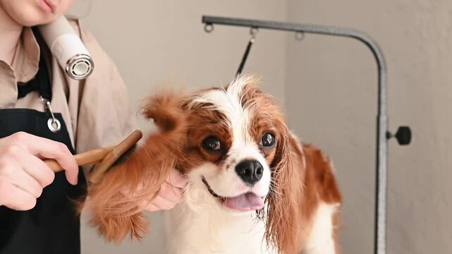 Business concept of grooming, a specialist groomer dries the dog's hair after a water procedure by pulling out the hair with a comb and a hairdryer in a grooming salon