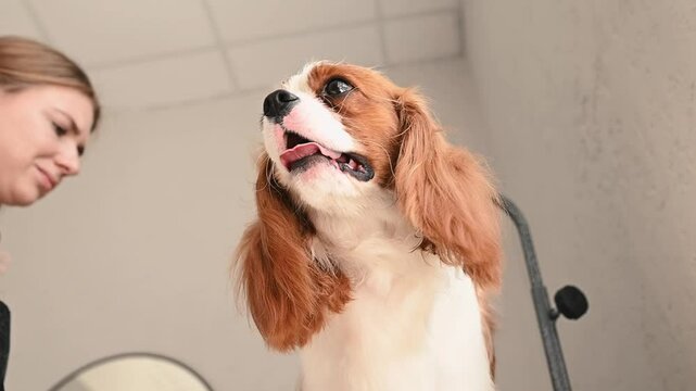 Groomers at the grooming salon offer an individual approach to each pet when drying and combing its fur.
