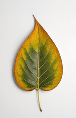 leaf on a white background