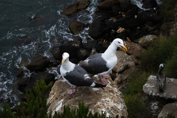 seagull on the rocks over the ocean