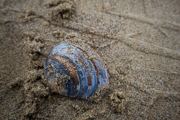 shell on the sand