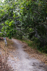 path in the forest