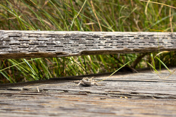 lizard on the boardwalk