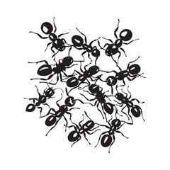 Group of ants image vector. Black and white ants isolated on white background