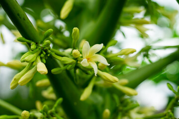 Papaya flowers and buds . Papaya flower is white. Blooming Papay