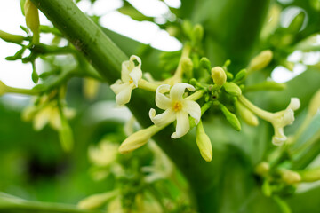 Papaya flowers and buds . Papaya flower is white. Blooming Papay