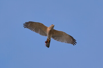 Shikra