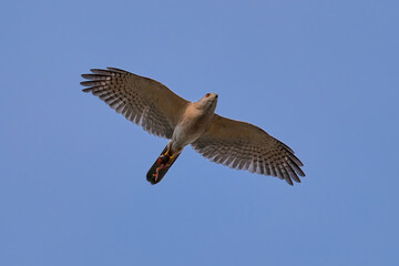 Shikra