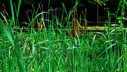 緑の草、とんぼ