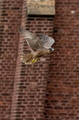 Flying Peregrine falcon in the sky