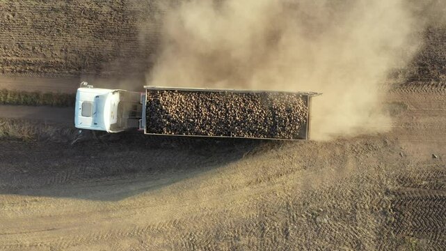 Above top view, dolly move upward, follow truck trailer full in transport with freshly harvested mature sugar beet roots as going over dirty road, path between cultivated fields making lot of dust.