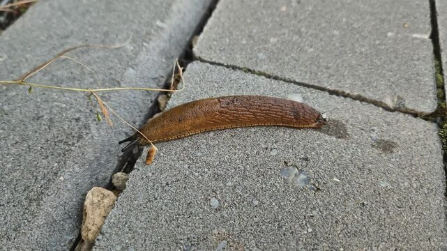 Snail without shell on the pavement.